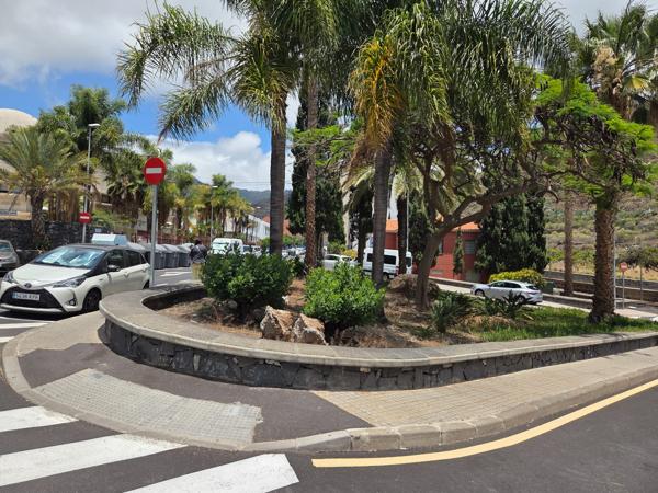 Palm tree greenery in town roundabout