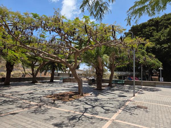 Jacaranda trees in local square