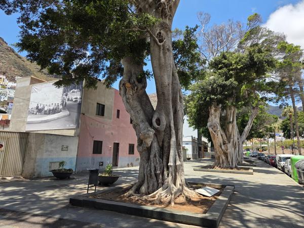 Ancient ficus trees along the sidewalk