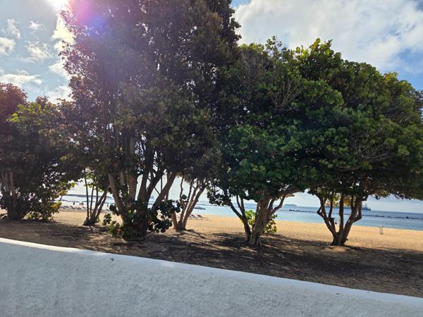 Dense native trees along the beachfront cast long shadows, creating natural hideouts for those escaping the midday sun.